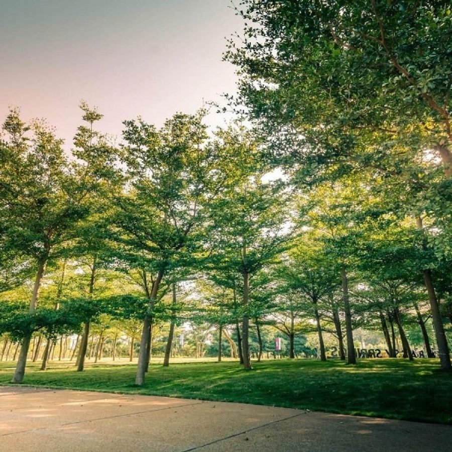 50 types of trees and 55 species of shrub at Embassy Springs